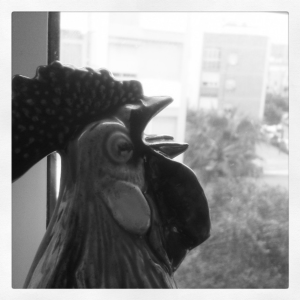 Gallo mira San Pablo. Instagram #BorradoDigital